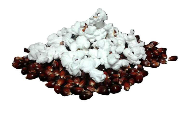 RUBY RED POPCORN – Tietz Family Farms